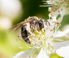 Andrena rugosa