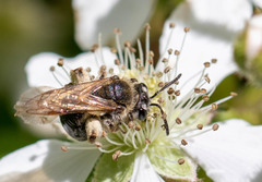 Andrena rugosa