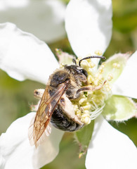Andrena rugosa