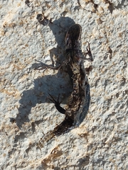 Triturus macedonicus