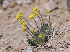 Eriogonum alexanderae