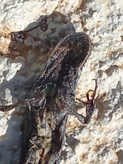 Triturus macedonicus