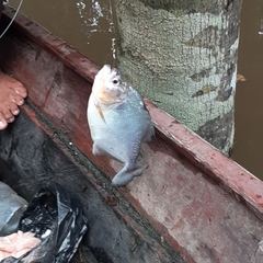 Pygocentrus nattereri