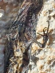 Triturus macedonicus