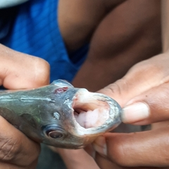 Pygocentrus nattereri