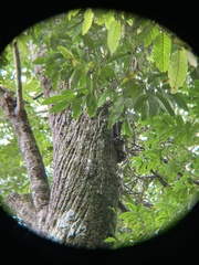 Aotus lemurinus