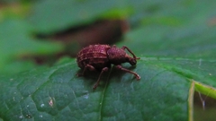 Otiorhynchus porcatus