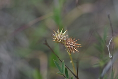 Onobrychis caput-galli