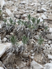 Parthenium ligulatum