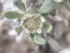 Parthenium ligulatum
