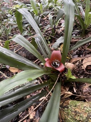 Nidularium longiflorum