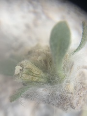 Parthenium ligulatum