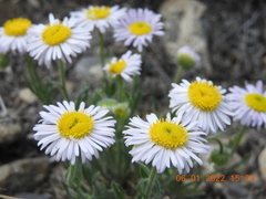 Erigeron engelmannii