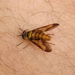 Tabanidae