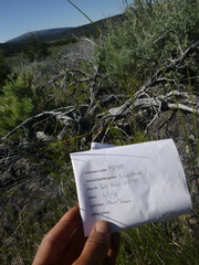 Pseudoroegneria spicata