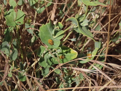 Coronilla scorpioides