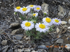 Erigeron engelmannii