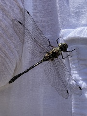 Gomphaeschna furcillata
