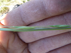 Pseudoroegneria spicata