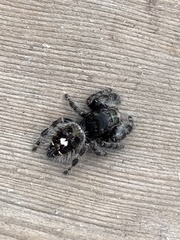 Phidippus audax