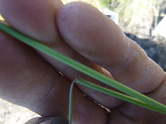 Pseudoroegneria spicata