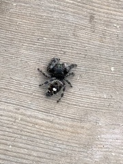 Phidippus audax