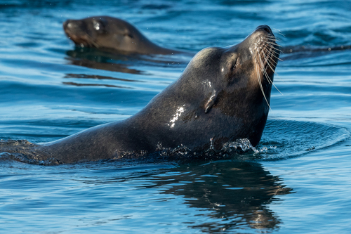 California Sea Lion (Zalophus californianus)