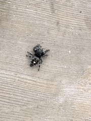 Phidippus audax