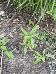 Orbexilum pedunculatum