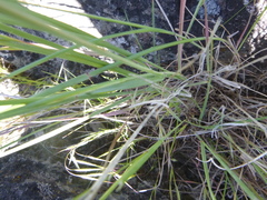 Pseudoroegneria spicata