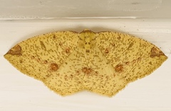 Periclina apricaria