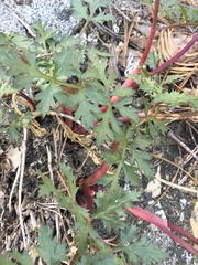 Tauschia parishii