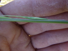 Pseudoroegneria spicata