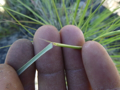 Pseudoroegneria spicata