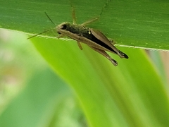 Orphulella concinnula
