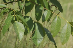 Juglans regia