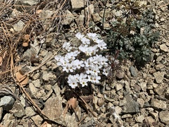 Linanthus concinnus