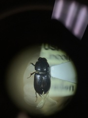 Calamosternus granarius