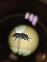 Calamosternus granarius