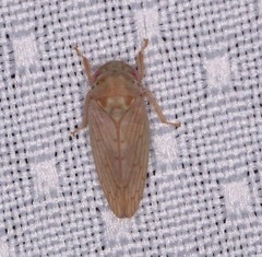 Polana quadrinotata