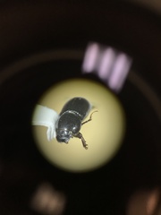 Calamosternus granarius