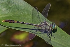Arigomphus villosipes