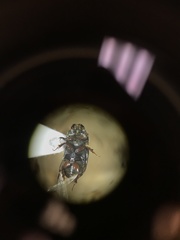 Calamosternus granarius