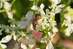 Notoxus appendicinus