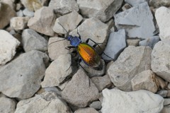 Carabus hispanus