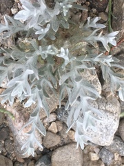 Lepidospartum squamatum