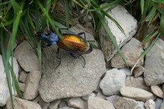 Carabus hispanus