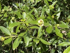 Clusia lanceolata
