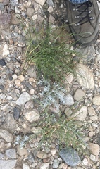 Lepidospartum squamatum