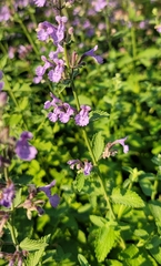 Lamiaceae